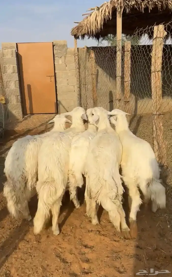 للبيع خرفان جذعان 3