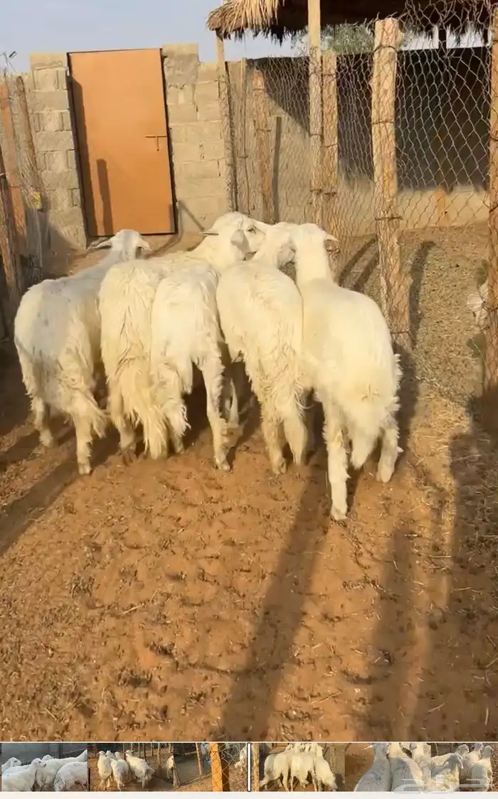 للبيع خرفان جذعان 4