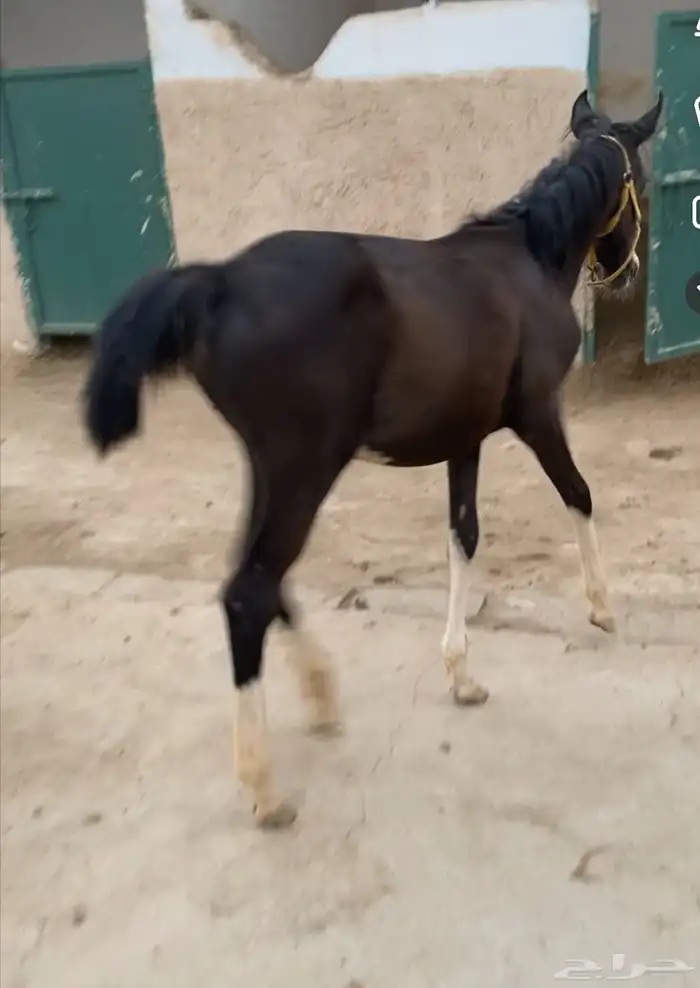 مهره شعبيه دهمه تم البيع 1