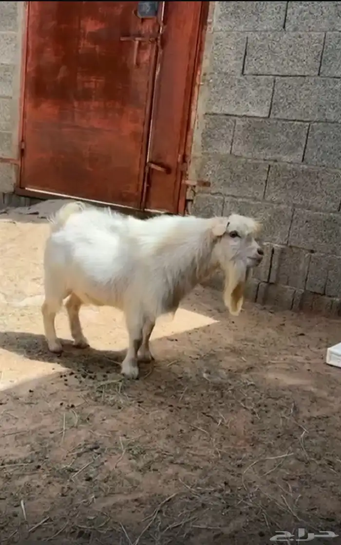 تيس قزم عمره سنه وشوي 1