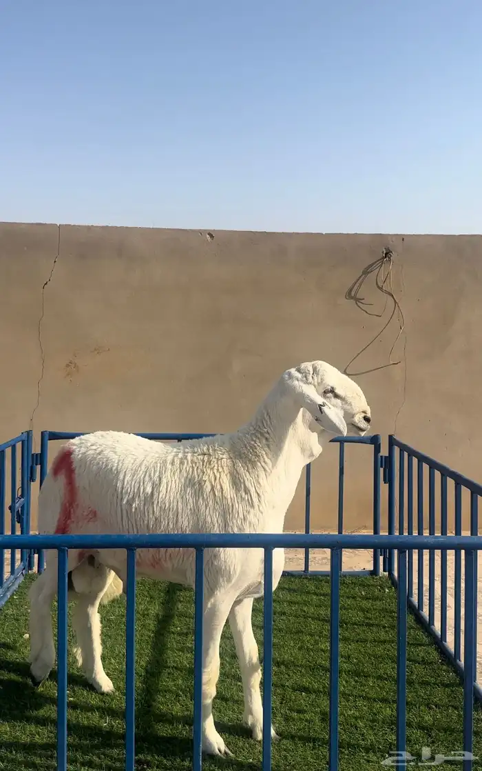 مشروع حري فااخر ( تم البيع ) 0