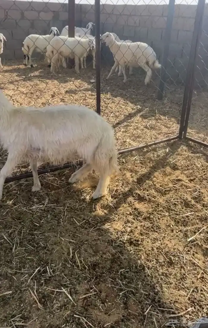 للبيع خروف مغلق ونضيف الصحة سليمه شرط 0