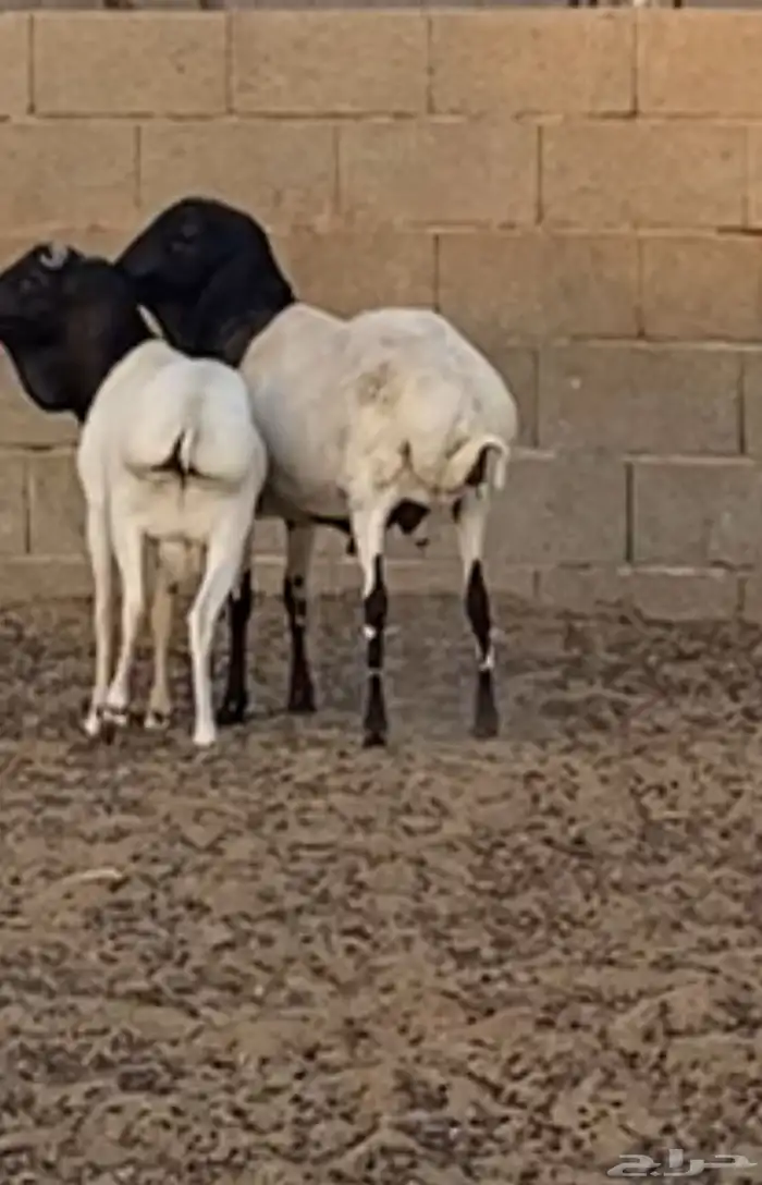 برابر مواليد الديرة 0