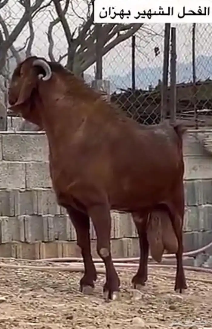 تيس مطور عرض نادر( تم البيع ) 3