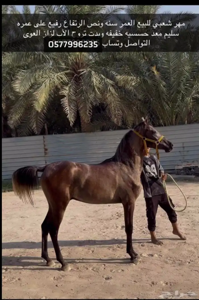 للبيع حصان شعبي 0