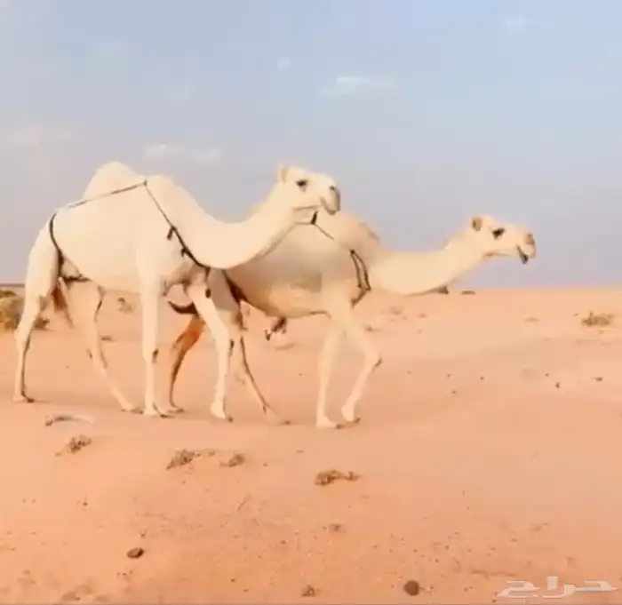 للبيع ضرايب 0
