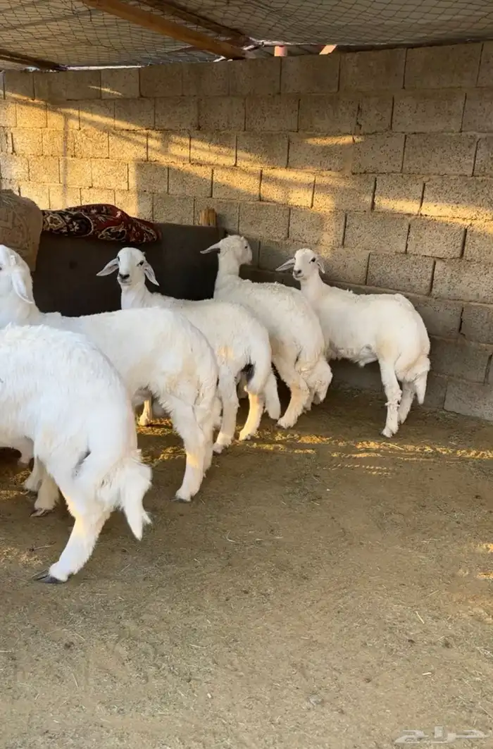 خرفان للبيع ومتوفر صغير ووسط وكبير الموقع بيشة 1