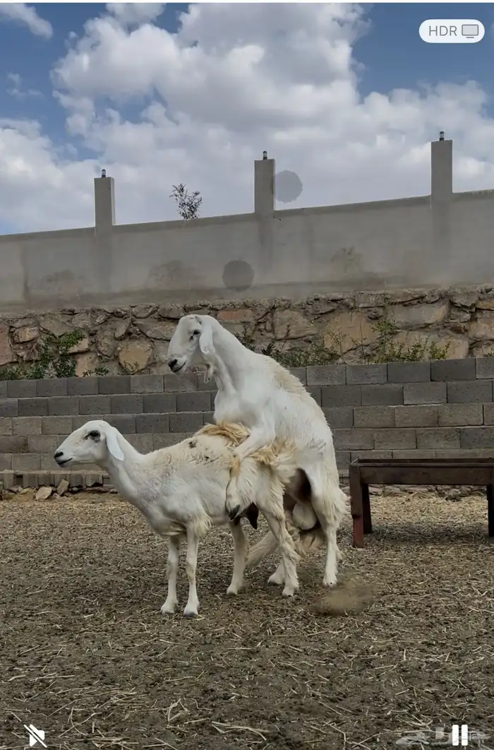 فحل السن ثني على شرط ونتاجه طيب 0