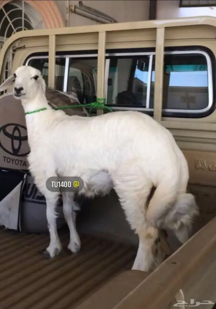 ذبايح خرفان من غنم شهران حريه مع سلخ والتوصيل 0