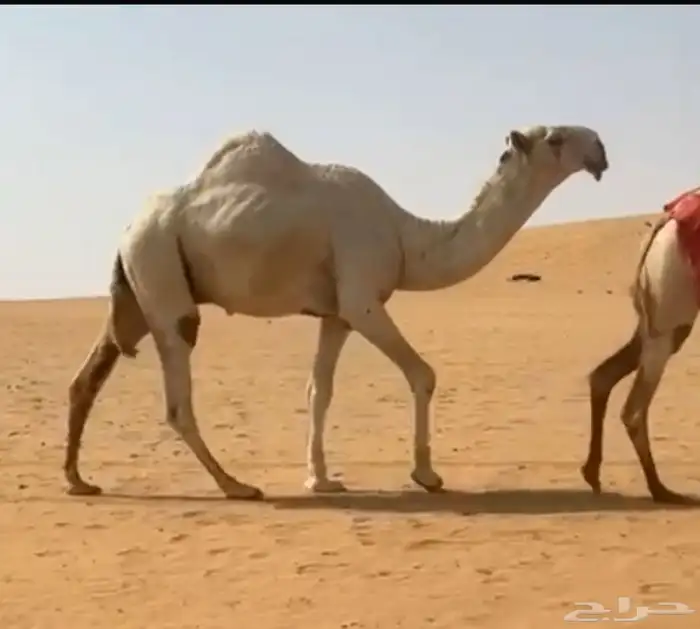 قعود باتلي اوضح كفو 0
