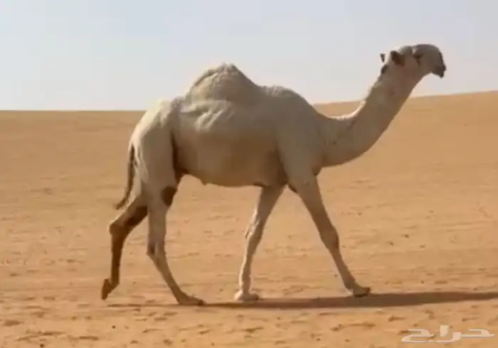 قعود باتلي اوضح كفو 1