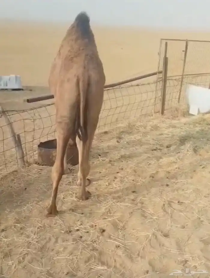 حشو لباني 0