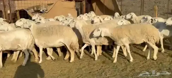حرش فاخره وجروم ناهيه 5