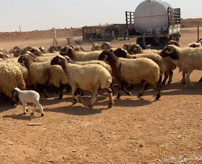 نعيم مراح تم البيع 0