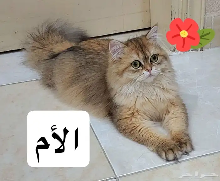 قط سكوتش فولد تايقر ذكر 1