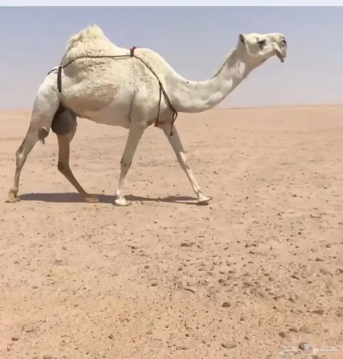 ناقه 0