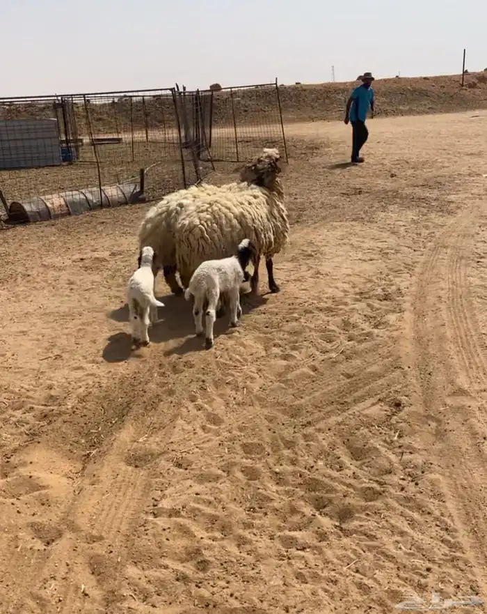 نعيم مراح تم البيع 8