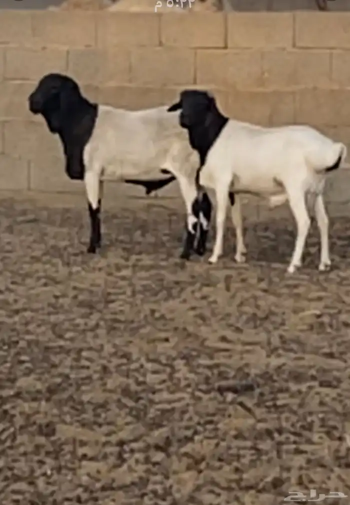 برابر مواليد الديرة 1