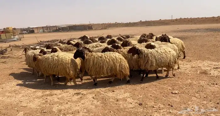 نعيم مراح تم البيع 3