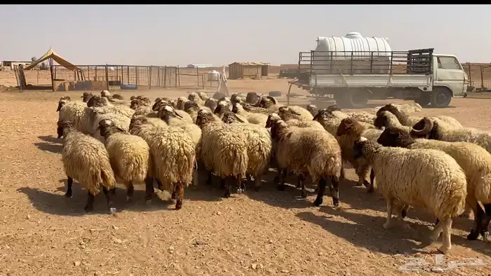 نعيم مراح تم البيع 4