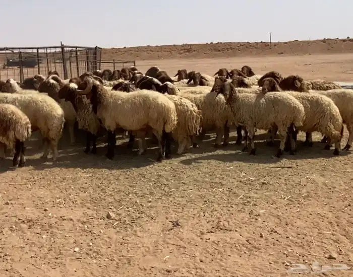نعيم مراح تم البيع 1