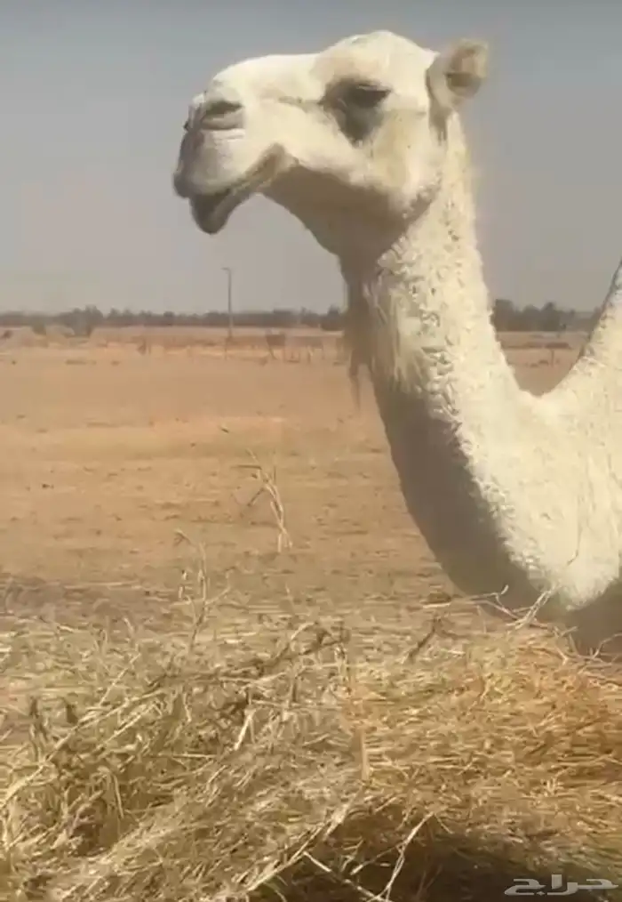 لقحه مع ثلاث عشاير 1