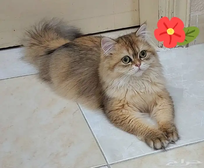 قط سكوتش فولد تايقر ذكر 2