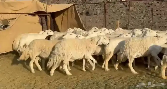 حرش فاخره وجروم ناهيه 0
