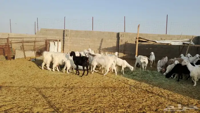 القصيم 2