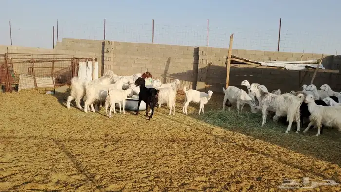 القصيم 3