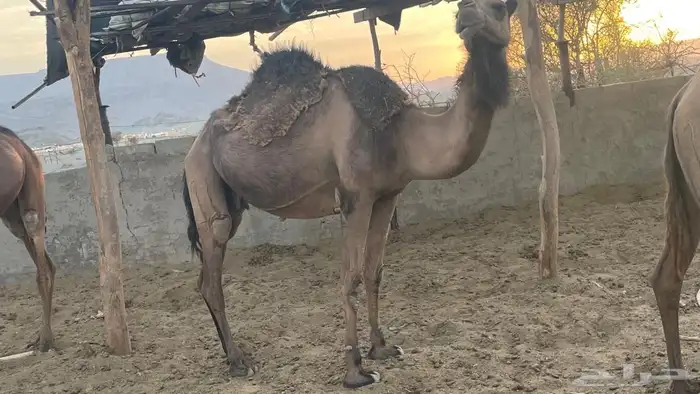 للبيع 0