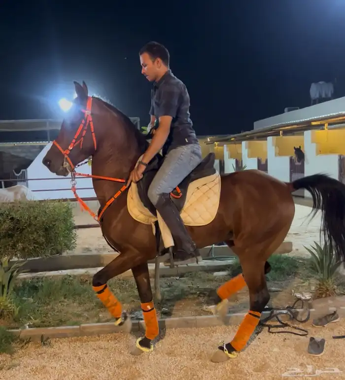 تدريب تربيع وادب مصري وعسف 1