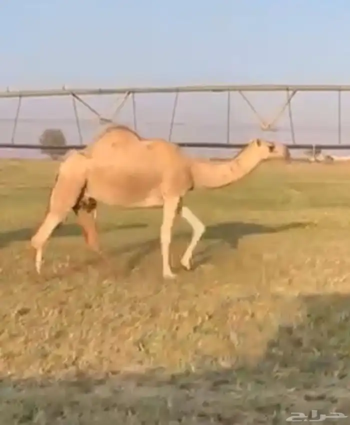 ناقه شقحاء ام ثالث 0