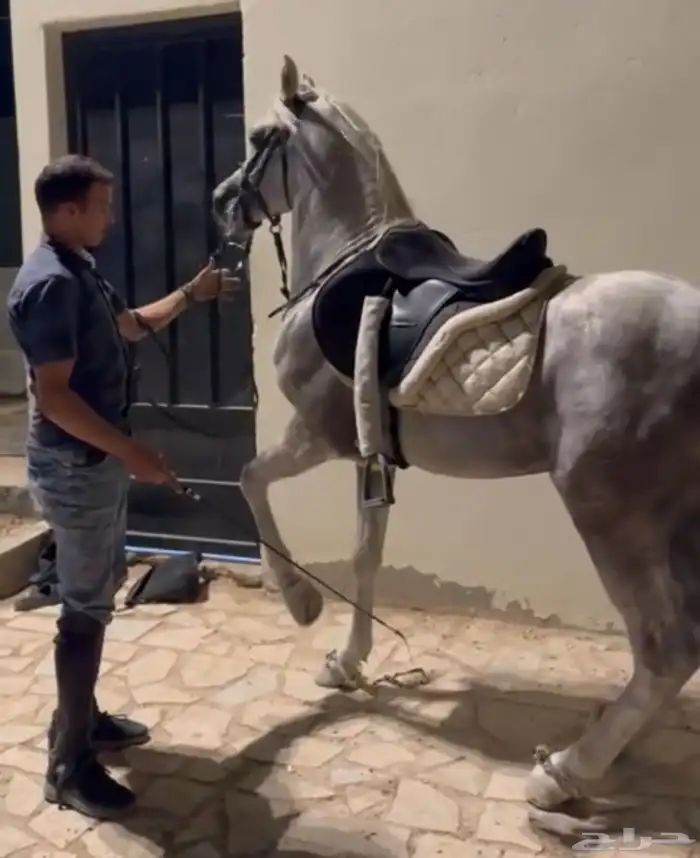 تدريب تربيع وادب مصري وعسف 2