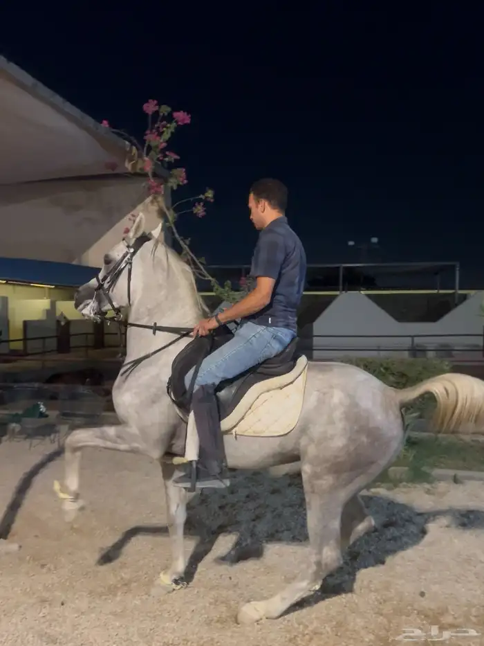 تدريب تربيع وادب مصري وعسف 0