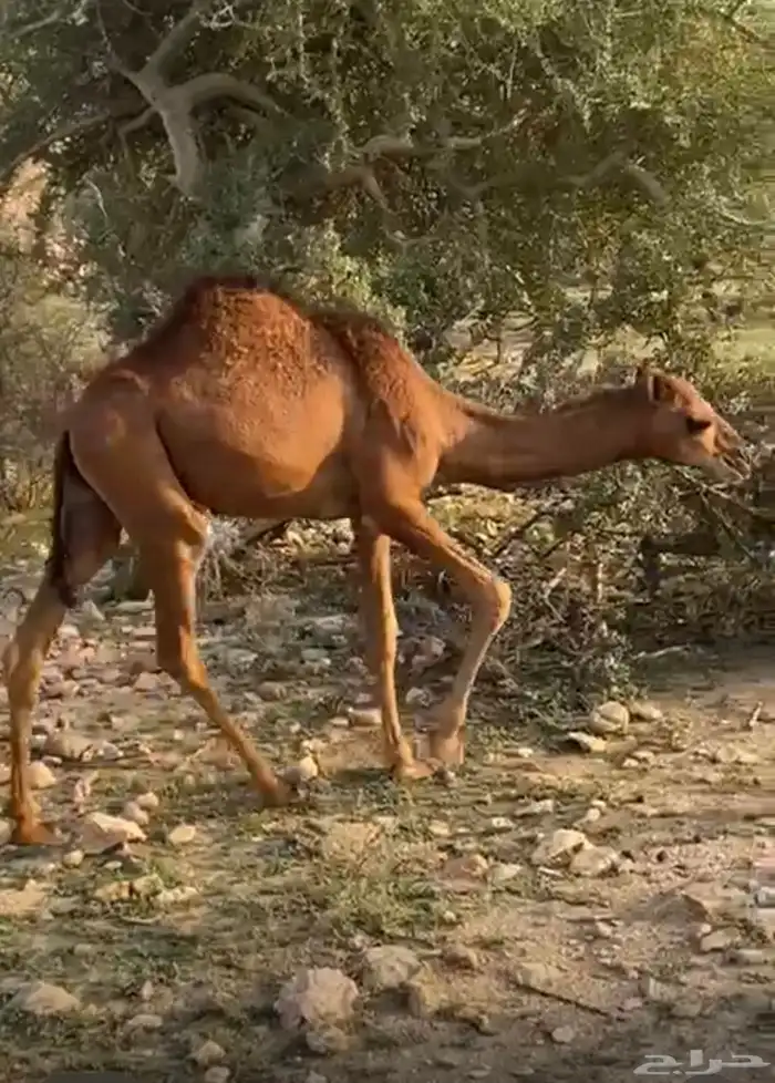 قعود سمين للبيع 2