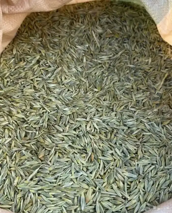 سويقه حب 0