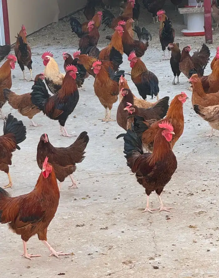 دجاج فرنسي بشاير جمله 0