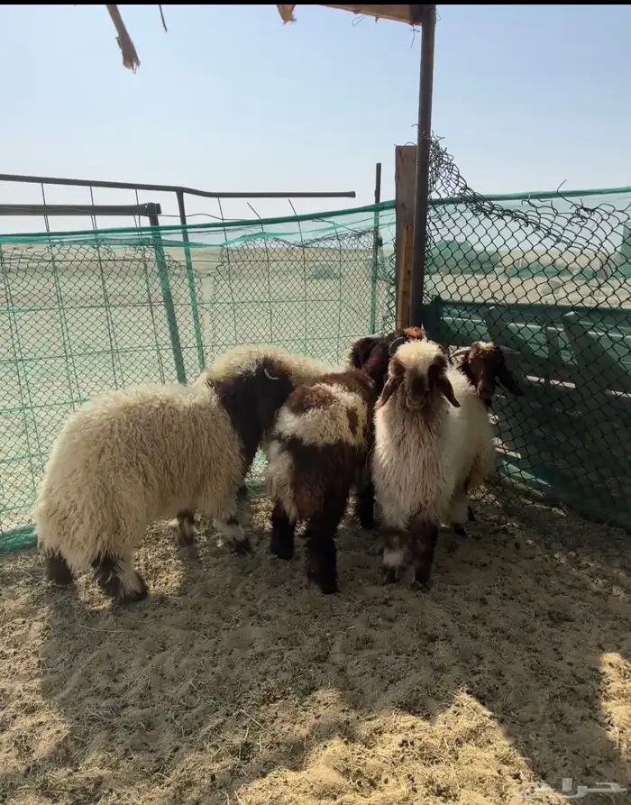 ذبايح نعيمي ونفر جميع الذبايح على الطلب مع التوصيل 1