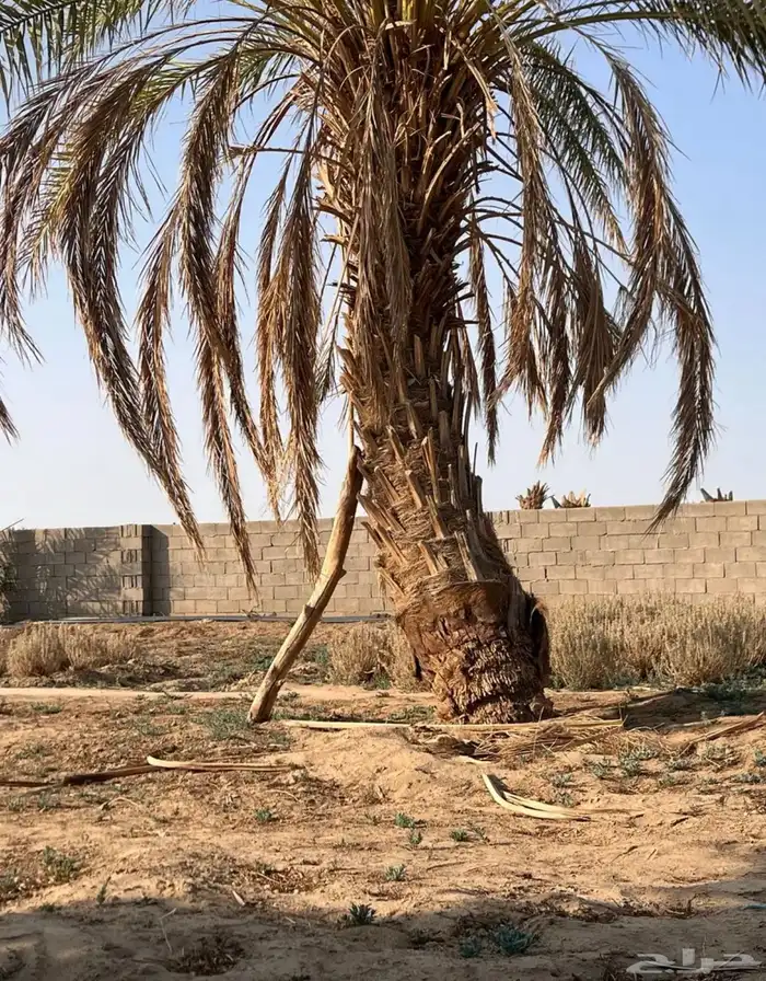 سعف نخل للبيع فيه طايح وفيه في النخل 0