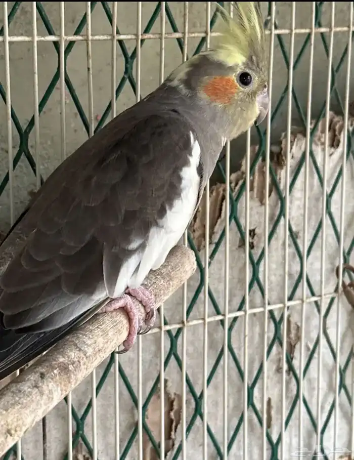 كروان زوج انتاج معه الفروخ بس البيع بدون الفروخ العدد 3 0