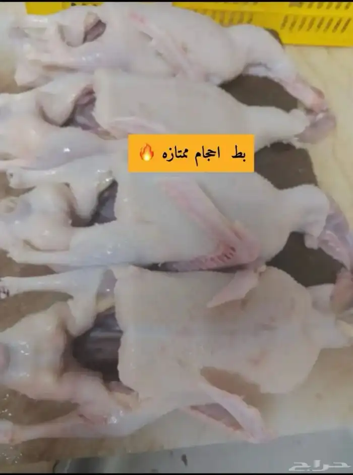 دجاج ذبح فروج 2