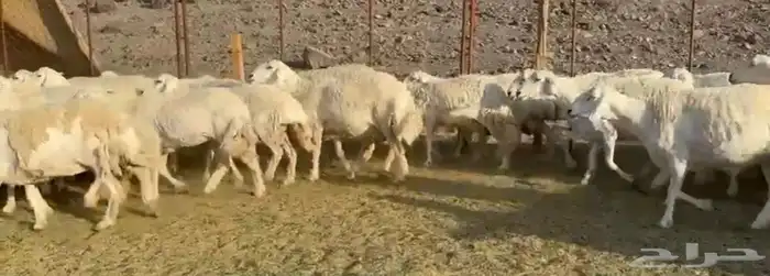 حرش فاخره وجروم ناهيه 7