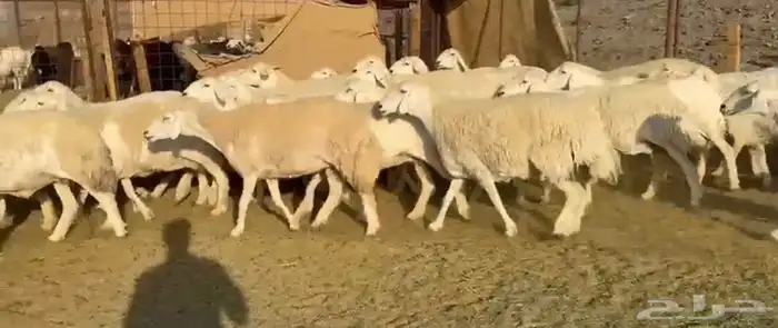 حرش فاخره وجروم ناهيه 3