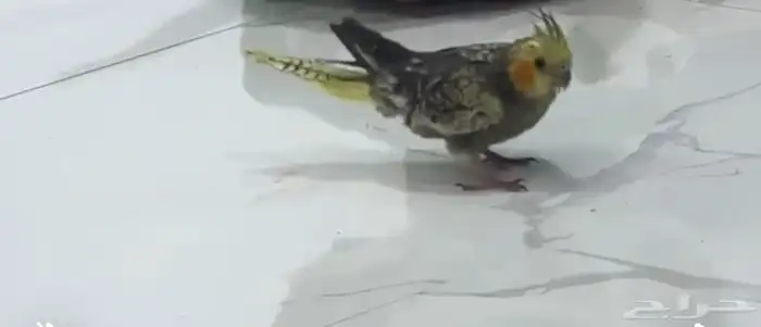 طير كراون مع قفص و العابه 0