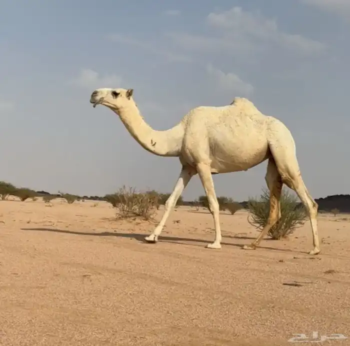 بكره طيبه رمانيه منوت القناي 0