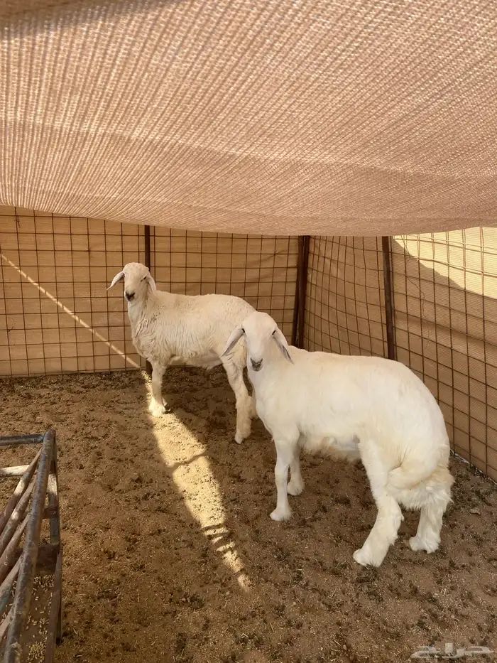 خرفان جبره ذبايح 3