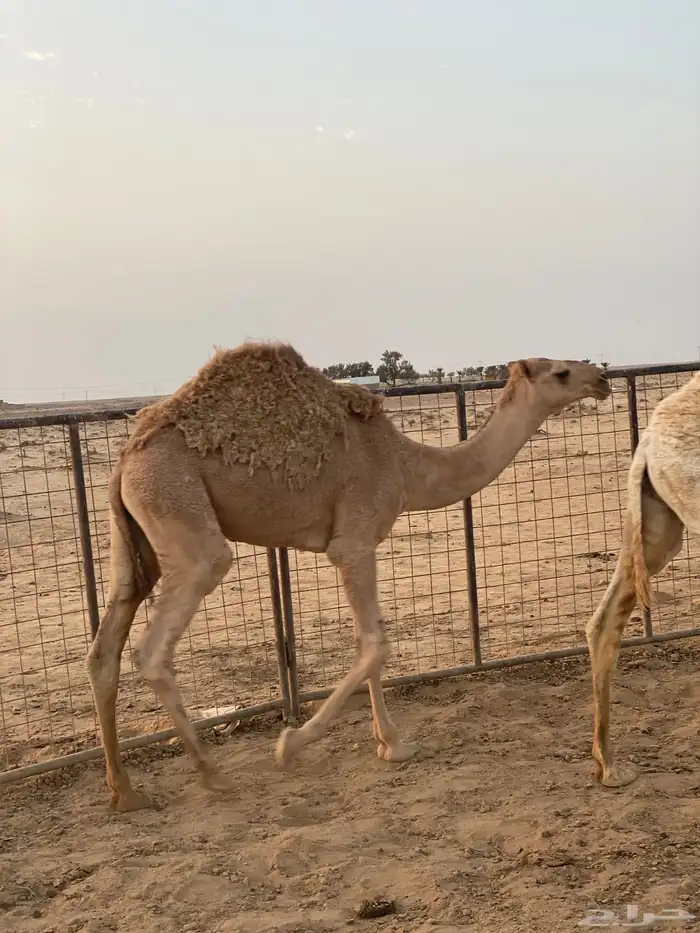 قعدان 1