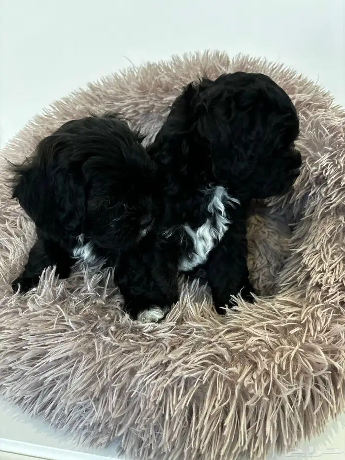 كلاب شيبو للبيع shih poo puppies for sale 2