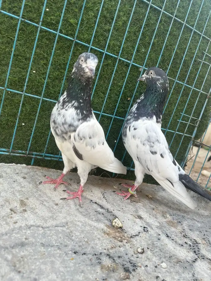 حمام باكستاني   Top 11